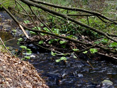 Pestwurz Murmelbach Bach östl Pilgerheim, Apr 2021 - 1