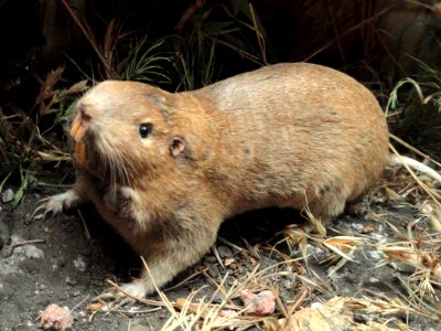 Pocket gopher - Pacific Grove Museum of Natural History - DSC06653
