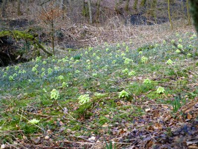 Pestwurz Murmelbach Pilgerheim Mär 2021 - 2