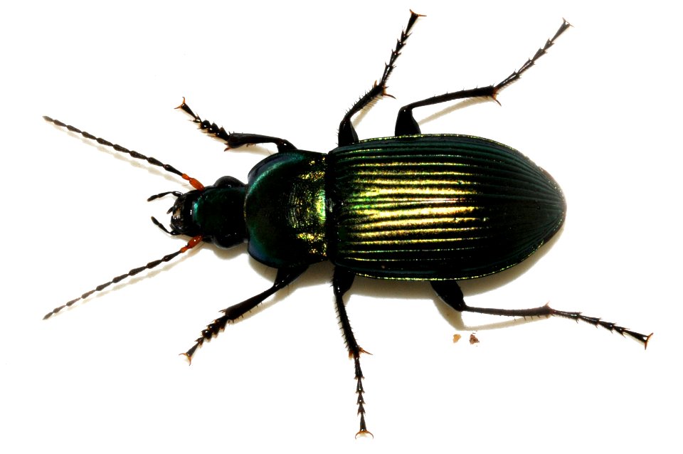 Poecilus-cupreus-05-fws