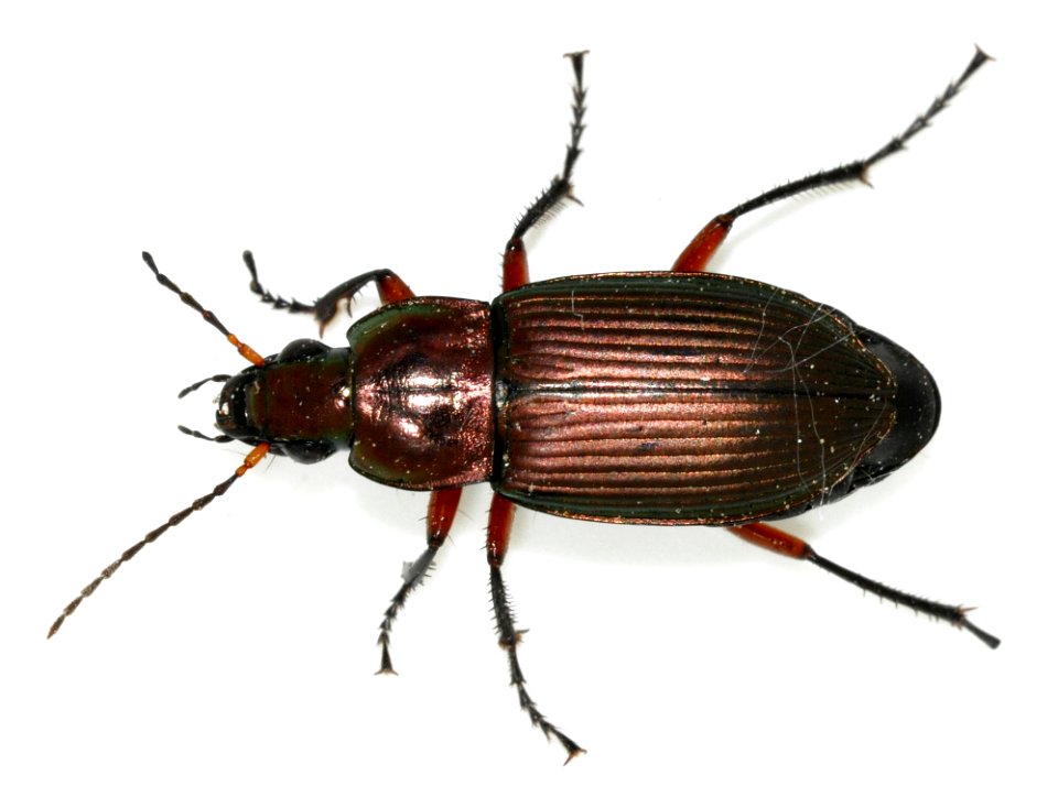 Poecilus-cupreus-03-fws