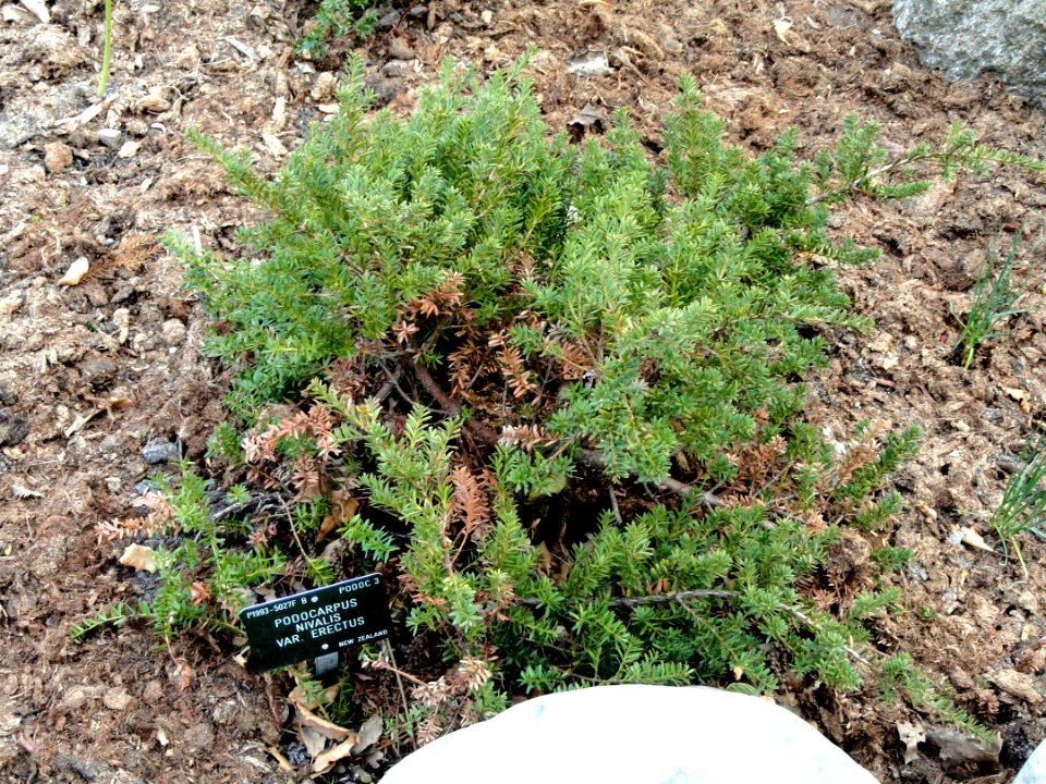 Podocarpus nivalis - Copenhagen Botanical Garden - DSC07448