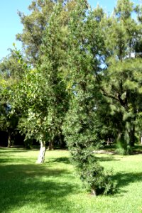 Podocarpus neriifolius - Jardim Botânico Tropical - Lisbon, Portugal - DSC06601