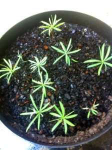 Podocarpus latifolius seedlings