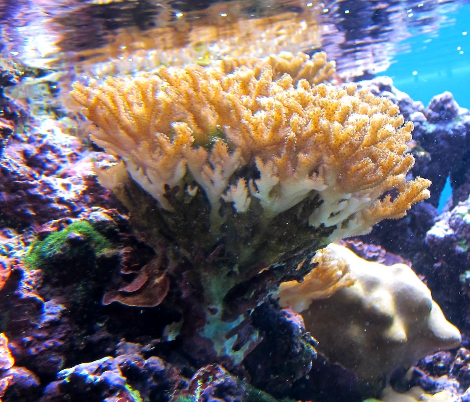 Pocillopora damicornis at Waikiki Aquarium
