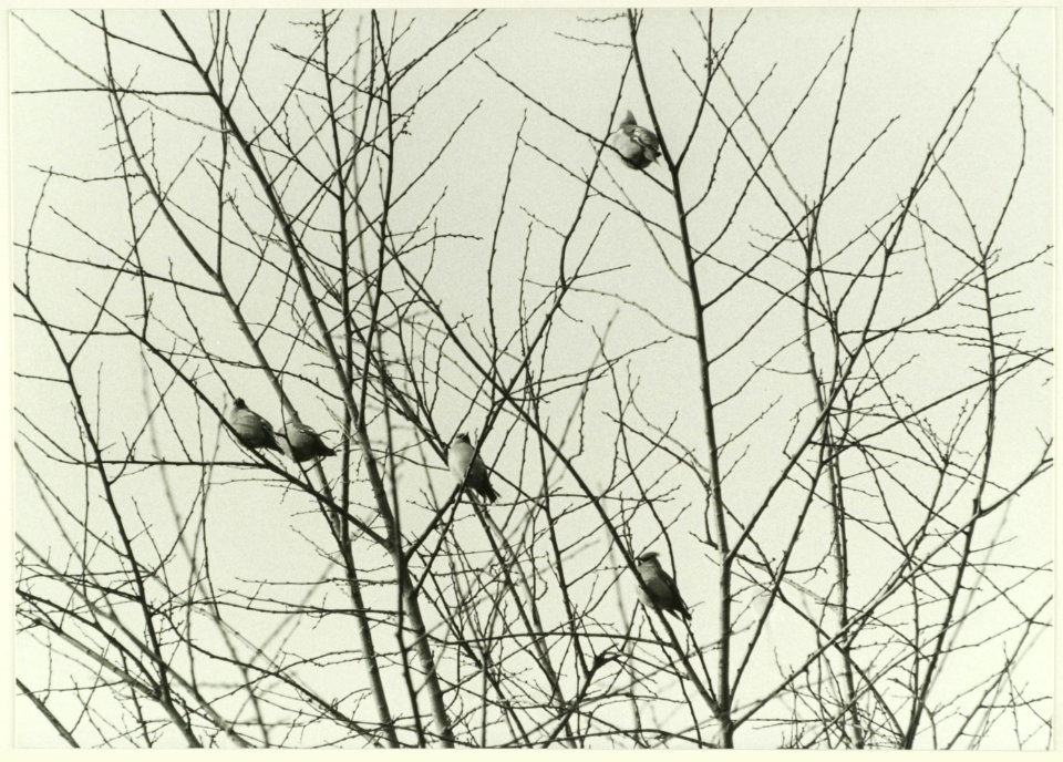 Pestvogels, NL-HlmNHA 5400465308