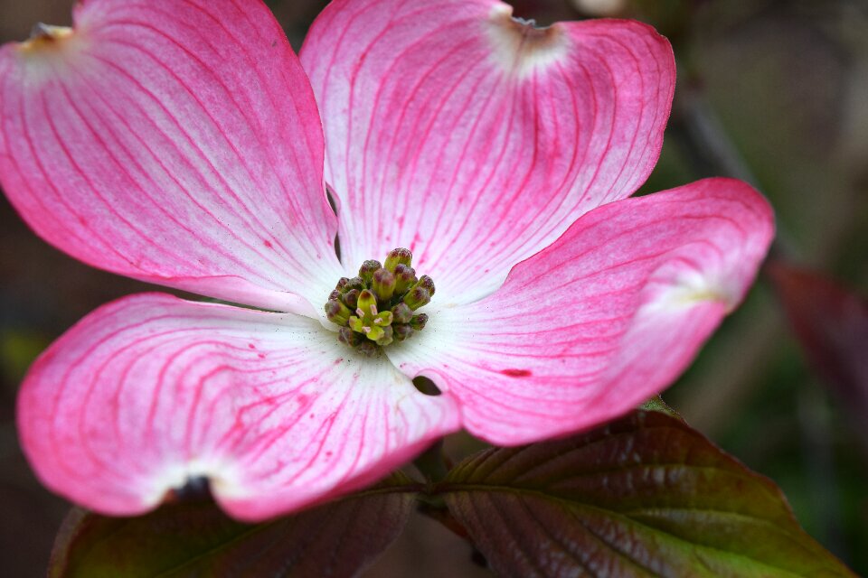Flower bloom pink