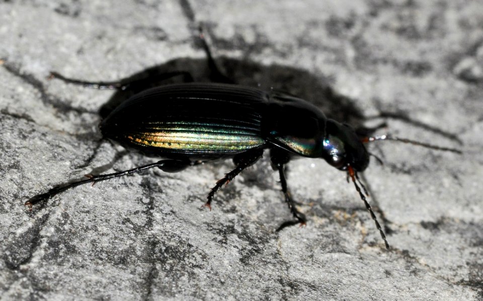 Poecilus-versicolor-04-fws
