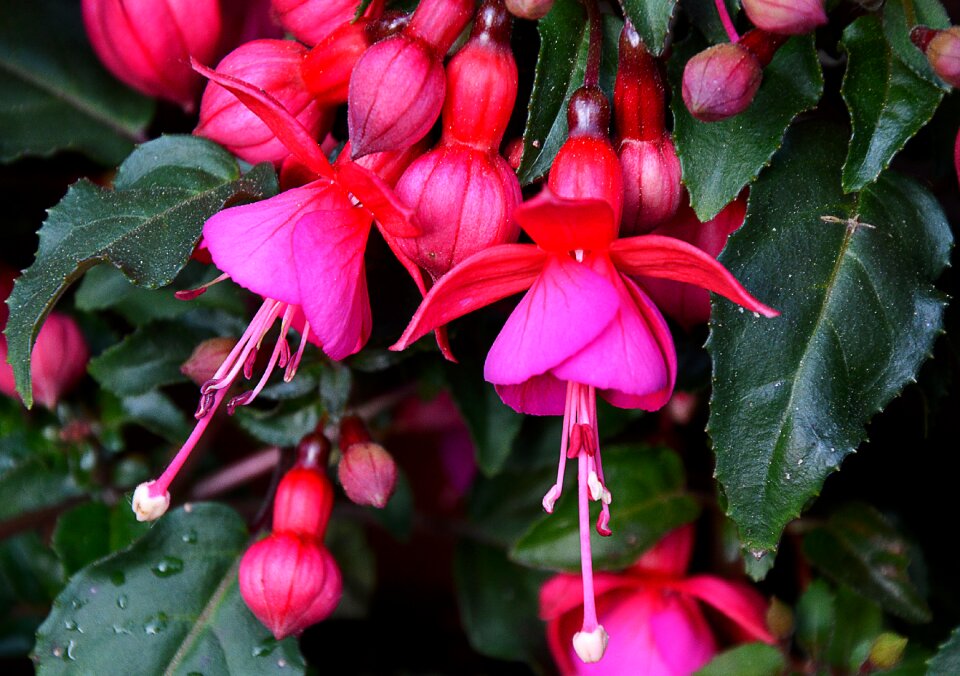 Summer flower blossom bloom
