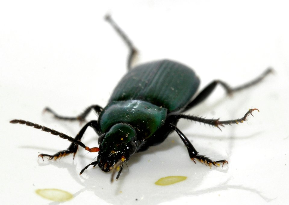 Poecilus-cupreus-19-fws