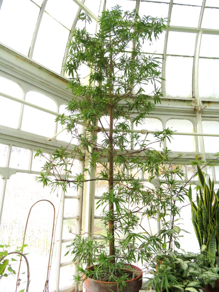 Podocarpus matudae - Talcott Greenhouse - Mount Holyoke College - DSC04518