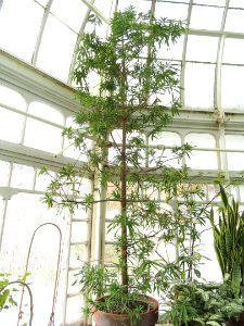Podocarpus matudae - Talcott Greenhouse - Mount Holyoke College - DSC04518