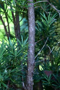 Podocarpus macrophyllus IMG 1132