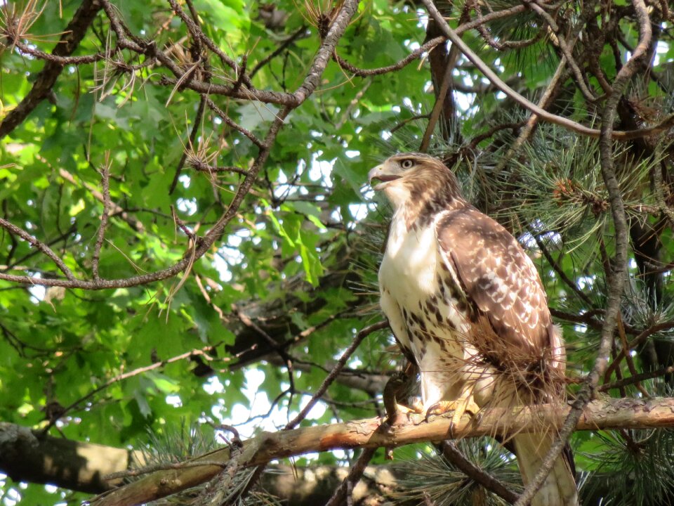 Bird hawk broad winged hawk