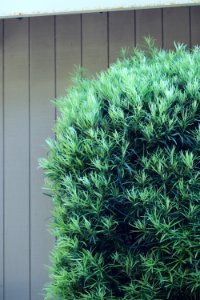 Podocarpus macrophyllus IMG 1116