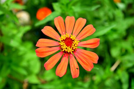 Pink bright orange