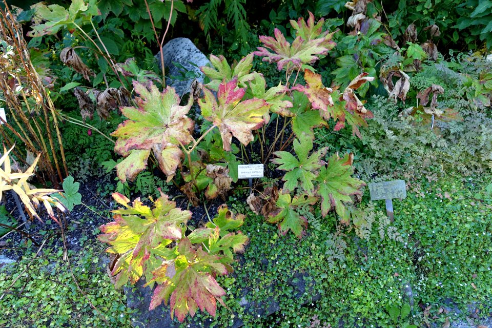 Podophyllum hexandrum - Bergianska trädgården - Stockholm, Sweden - DSC00531
