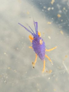 Podocerus cristatus 110063162