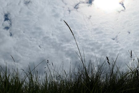North sea dune grass nature