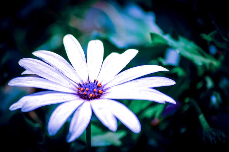 Petals Of White (217054113)