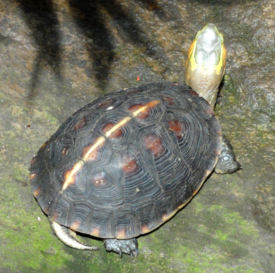 Podocnemis unifilis - Copenhagen Zoo - DSC09100