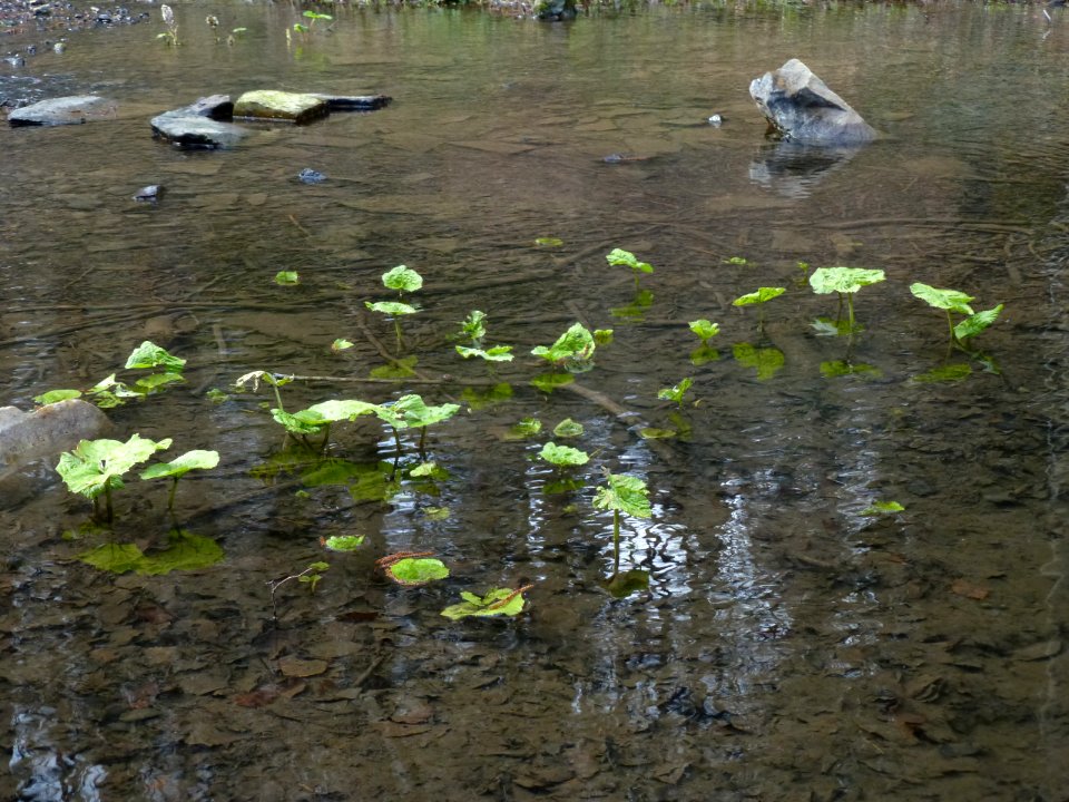 Pestwurz Murmelbach Teich 5, Mär 2021 - 1