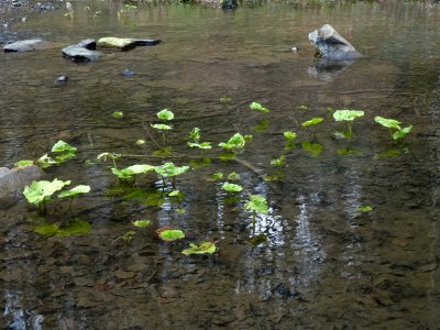 Pestwurz Murmelbach Teich 5, Mär 2021 - 1