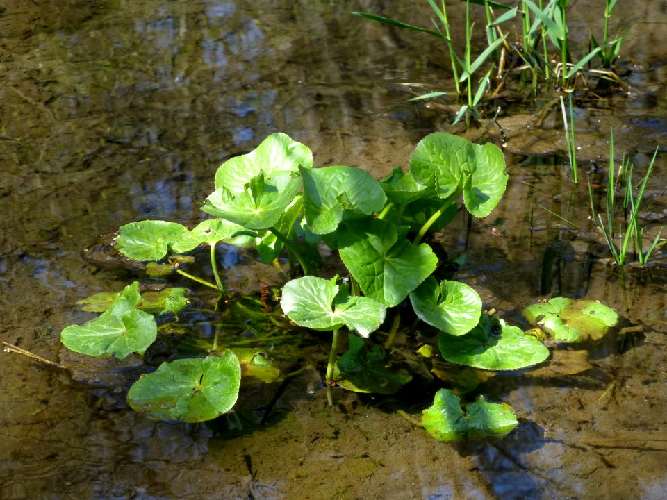 Pestwurz Murmelbach Teich 5, Apr 2021 -1