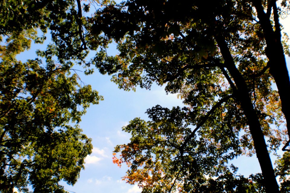 Perspectives (126701061)