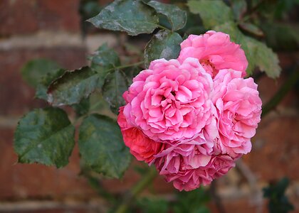 Rose garden roses rosebush photo