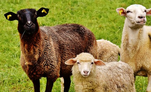 Wool graze nature