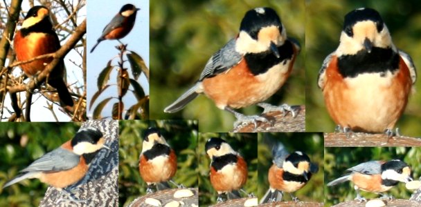 Poecile varius in Mount Kinka (Gifu) 2011-02-27