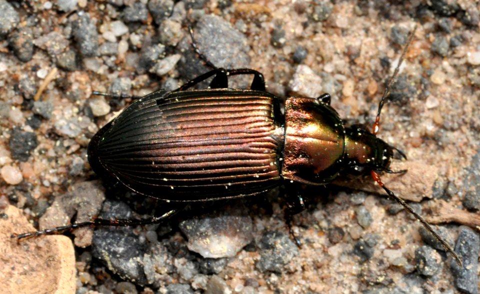 Poecilus-cupreus-01-fws