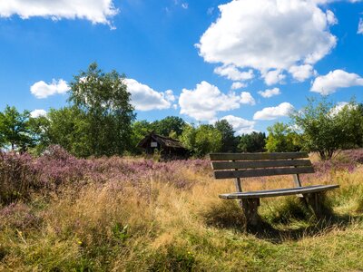 Heathland lüneburg heath bank