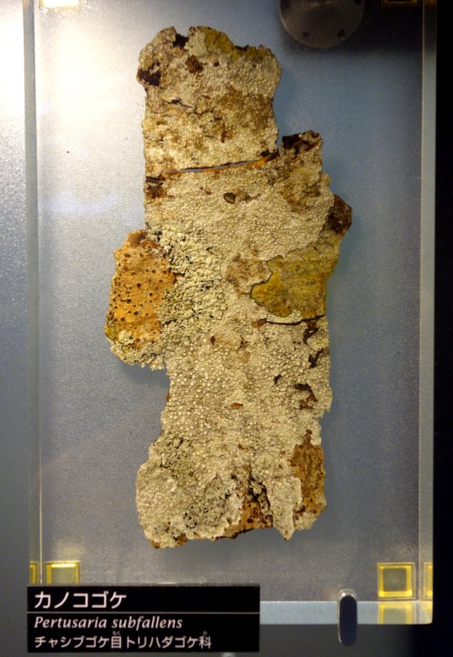 Pertusaria subfallens - National Museum of Nature and Science, Tokyo - DSC06820