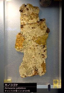Pertusaria subfallens - National Museum of Nature and Science, Tokyo - DSC06820