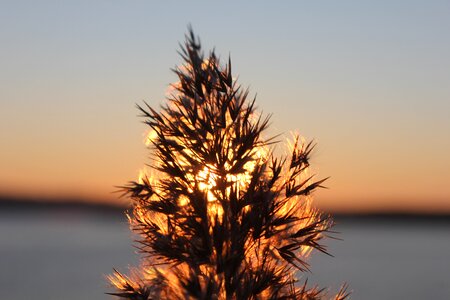 Dry grass nature straws photo