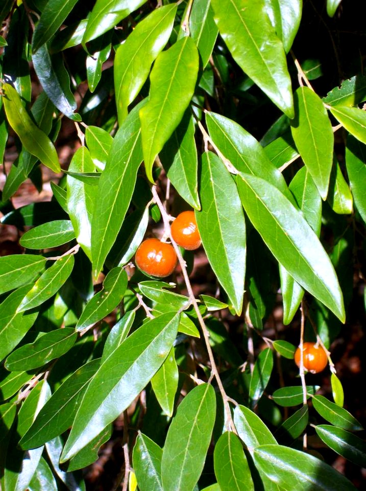 Petalostigma triloculare Coffs Harbour
