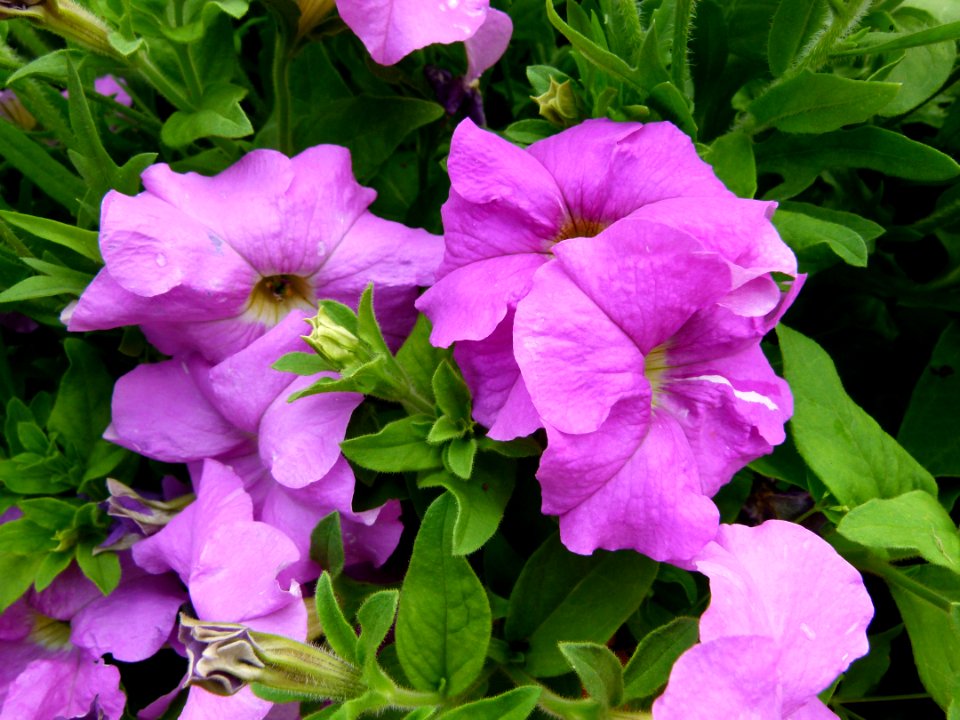 Petunias dans plate-bande