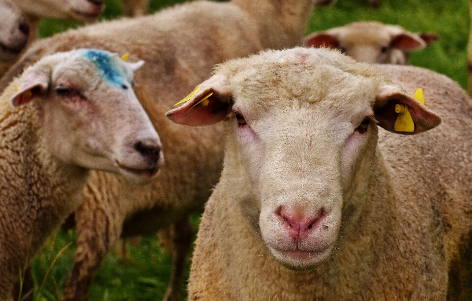 Wool graze nature