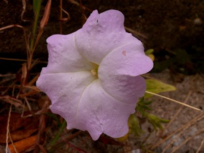 Petunia × atkinsiana 2019-09-14 South Side Slopes 01 photo