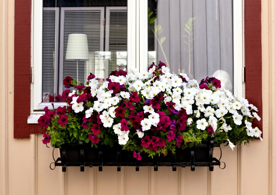 Petunias in a window box at Gamla Strandgatan 1, Gamlestan, Lysekil
