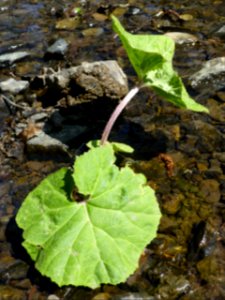 Pestwurz Murmelbach Teich 5, Apr 2021 -3