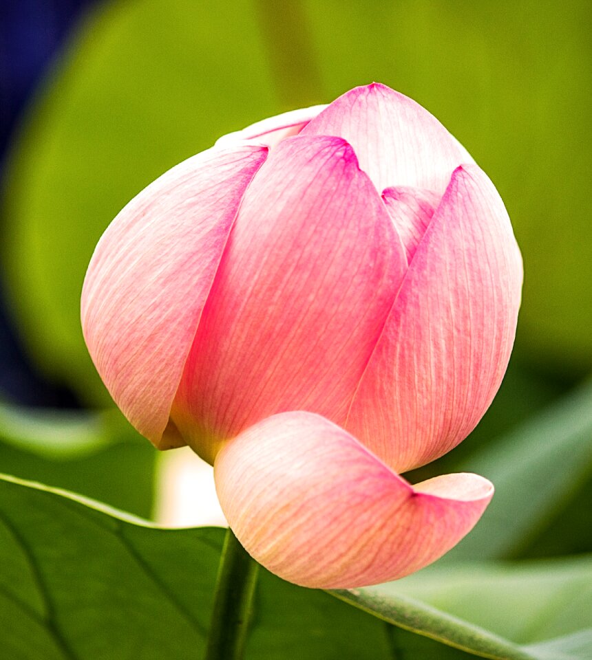 Bloom wsserbluete plant
