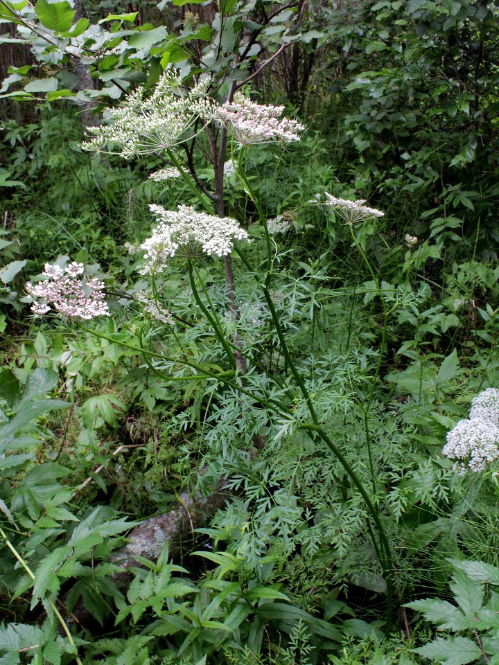 Peucedanum palustre Oulu, Finland 18.07.2013