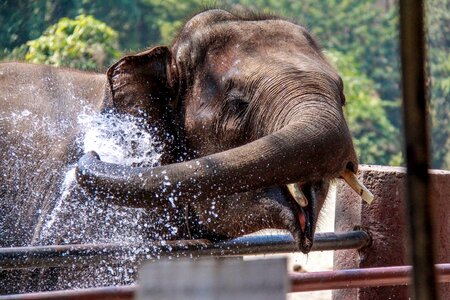 Chiangmai elephant thailand photo
