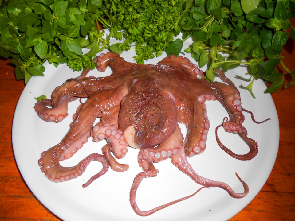 Calamari sea animals cook
