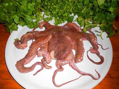 Calamari sea animals cook