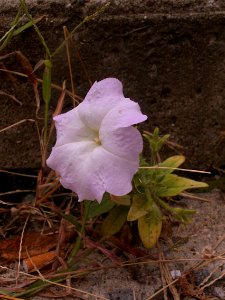 Petunia × atkinsiana 2019-09-14 South Side Slopes 02 photo