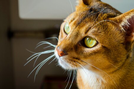 Portrait shorthair kitty photo